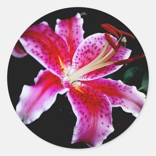 Sticker Rond Stargazer Lily (Devant)