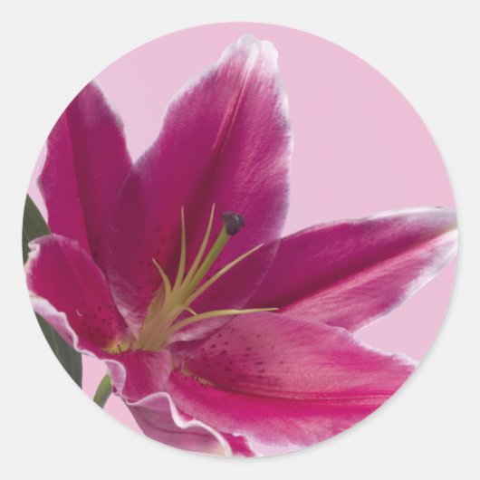 Sticker Rond Stargazer Lily (Devant)