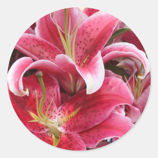 Sticker Rond Stargazer Lily (Devant)
