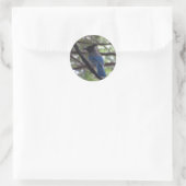 Sticker Rond Stellar Jay- Yosemite (Sac)
