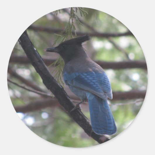 Sticker Rond Stellar Jay- Yosemite (Devant)