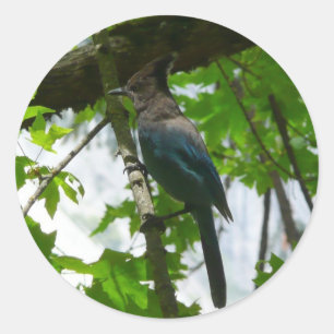 Sticker Rond Steller's Jay dans le parc national de Yosemite