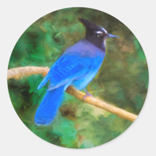 Sticker Rond Steller's Jay Painting - Art original pour oiseaux
