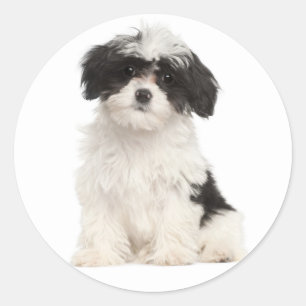 Sticker Rond Stick Chien Chien Chien Noir Et Blanc Havanais
