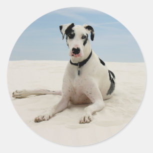Sticker Rond Stick Harlequin Great Dane Chien Chien / Sceau