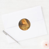 Sticker Rond Stickers—Chick orange (Enveloppe)
