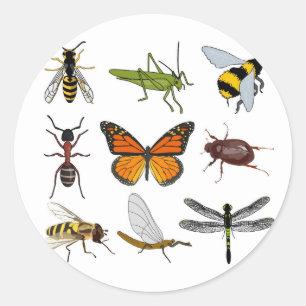 Sticker Rond Sticleur rond cool d'insectes