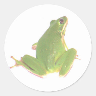 Sticker Rond Sticule grenouille verte - Petit