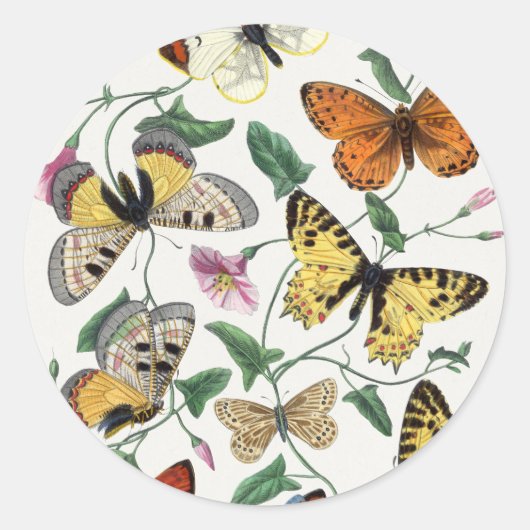 Sticker Rond Study of Diurnal butterflies by Paul Gervais (Devant)