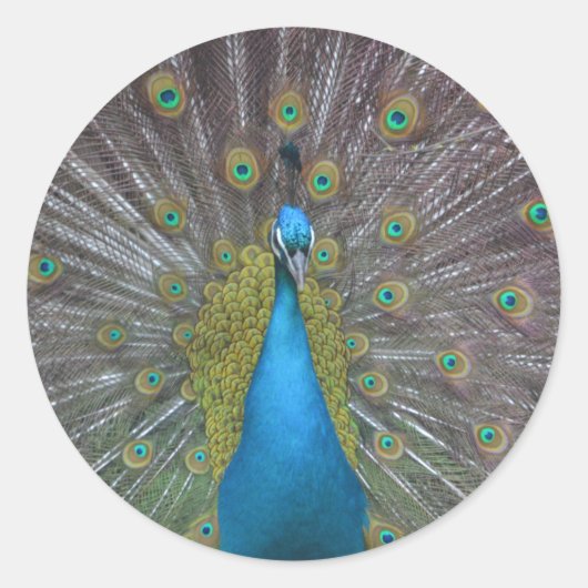 Sticker Rond Stunning (Devant)
