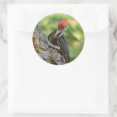 Sticker Rond Stunning Portrait of Pileated Woodpecker on Tree (Sac)