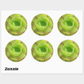 Sticker Rond Succulent (Feuille)