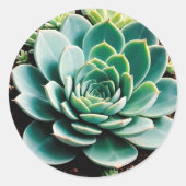 Sticker Rond Succulent (Devant)