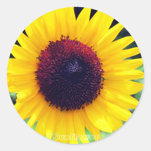 Sticker Rond Sunflower:Round Seal (Devant)