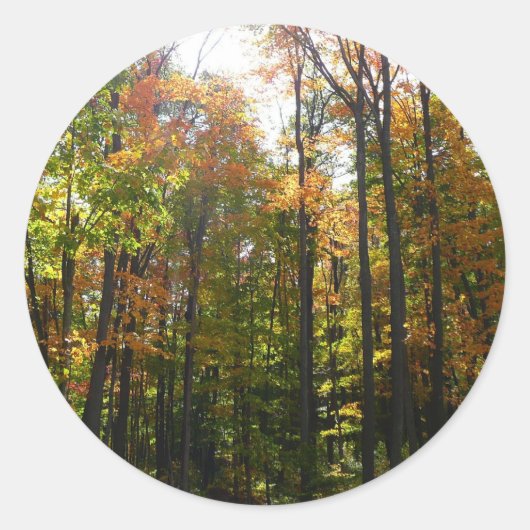 Sticker Rond Sunlit Fall Forest Paysage d'automne (Devant)