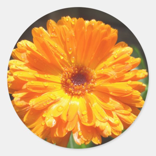 Sticker Rond Sunny Calendula Raindrops (Devant)