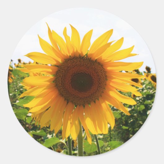 Sticker Rond Sunny Sunflower (Devant)