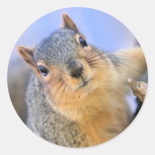 Sticker Rond Super mignon