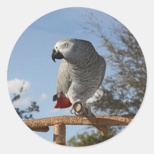 Sticker Rond Superbe perroquet gris africain