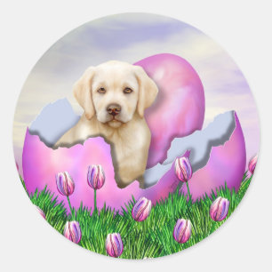 Sticker Rond Surprise de Pâques du Labrador jaune