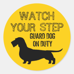 Sticker Rond Surveillez votre démarche Dachshund (Doxie à poil