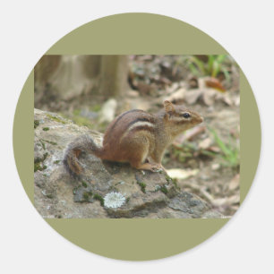 Sticker Rond Sweet Chipmunk Hot Springs National Park Cadfts