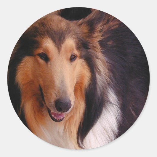 Sticker Rond Sweet Collie (Devant)