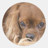 Sticker Rond Sweet Ruby Cavalier King Charles Spaniel (Devant)