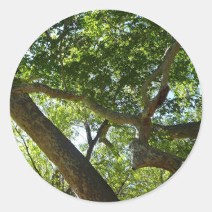 Sticker Rond Sycamore Tree Nature verte