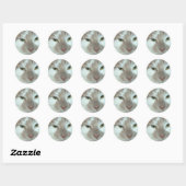 Sticker Rond Tabby blanc et orange (Feuille)