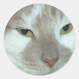 Sticker Rond Tabby blanc et orange
