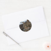 Sticker Rond Tabby cat prêt à l'action (Enveloppe)
