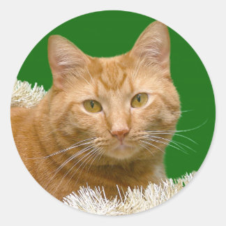 Sticker Rond Tabby de Noël orange