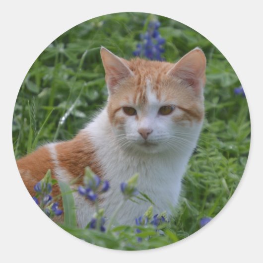 Sticker Rond Tabby orange et blanc (Devant)