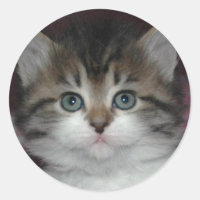 Tabby Sibérien/Kitten Blanc
