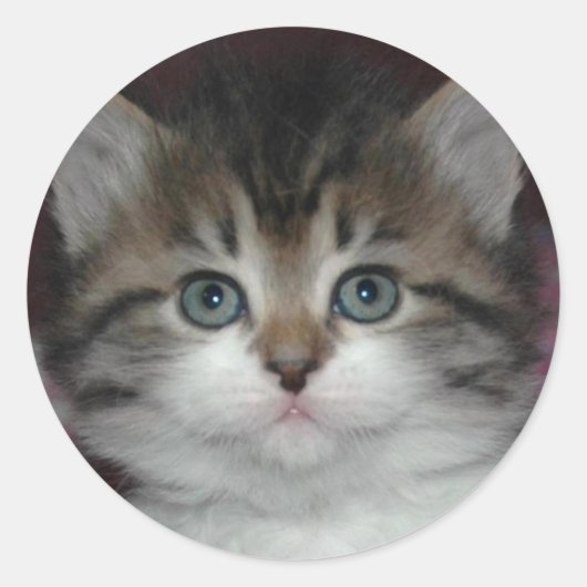 Sticker Rond Tabby Sibérien/Kitten Blanc (Devant)