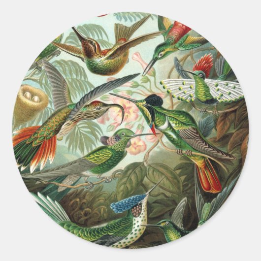 Sticker Rond tableau classique de la faune des oiseaux colibris (Devant)