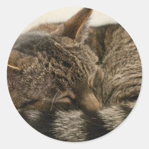 Sticker Rond Tablette dormante