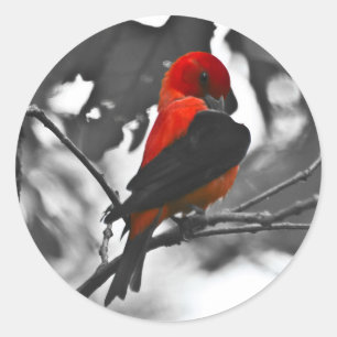 Sticker Rond Tangara écarlate mâle