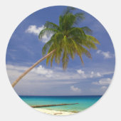 Sticker Rond Tao Tropical Palm (Devant)