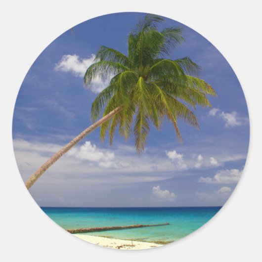 Sticker Rond Tao Tropical Palm (Devant)