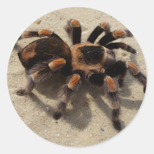 Sticker Rond Tarantula brachypelma rouge genou toxique
