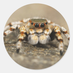 Sticker Rond Tarantula Jumping Bird Spider fantastiques accesso