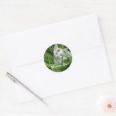 Sticker Rond T'as manqué Kitten (Enveloppe)