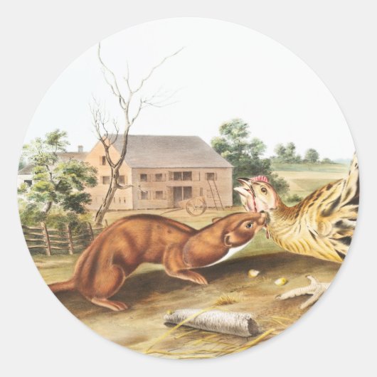 Sticker Rond Tawny Weasel (Putorius fuscus) Illustration (Devant)