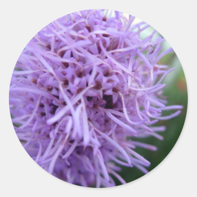 Sticker Rond Tentacle Spider Violet Flower (Devant)
