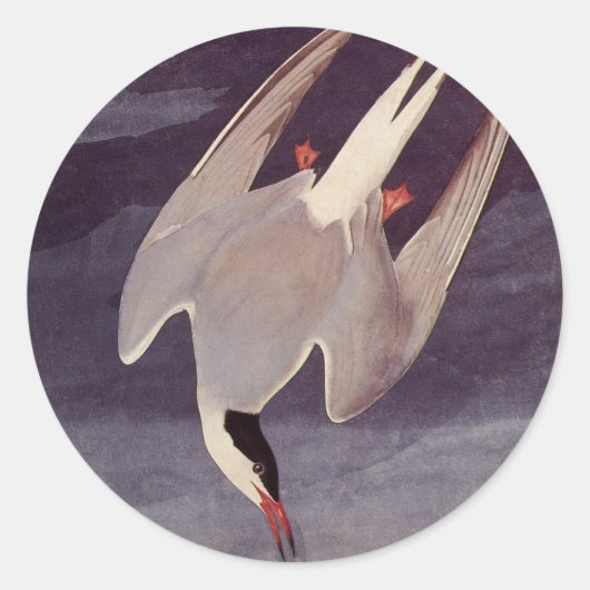 Sticker Rond Terne arctique par John James Audubon, Oiseaux Vin (Devant)