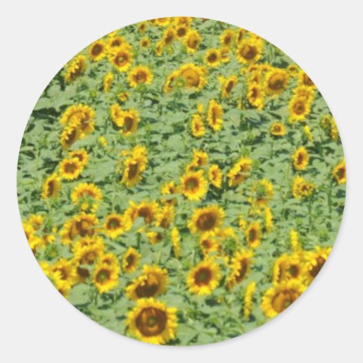 Sticker Rond Terrain de tournesol jaune (Devant)