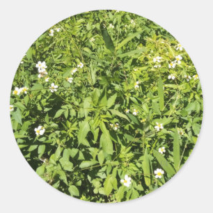 Sticker Rond Terrain verdoyant avec fleurs