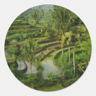 Sticker Rond Terrasse Ricefield à Bali